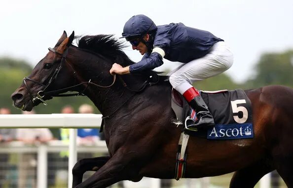 фехтования рапира соревнования. благородный спорт. благородный спорт. елизавета горст фехтование. екатерина жулькова фехтование шпага.
