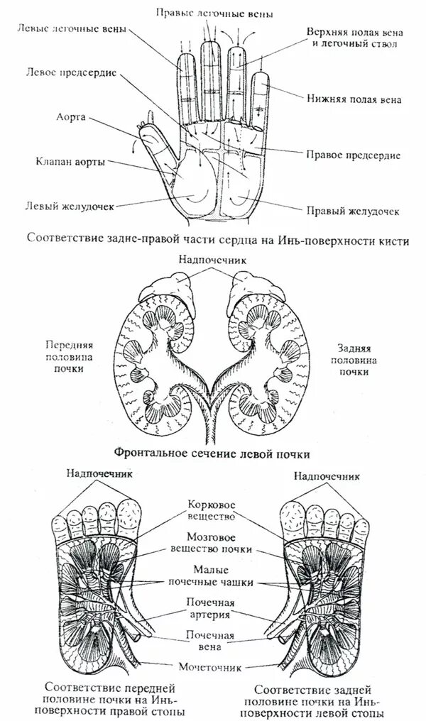 скелетотопия почек анатомия. су джок ухо. проекция левой почки. почки у человека расположение. проекция почек.