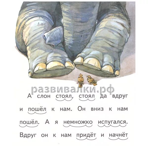 Тип текста у слонов есть странная черта. Тип текста у слонов есть странная черта