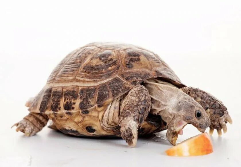 Пресмыкающиеся черепахи. Прием черепах. Черепаха водная красноухая. Черепаха домашняя. Красноухая пресноводная черепаха.