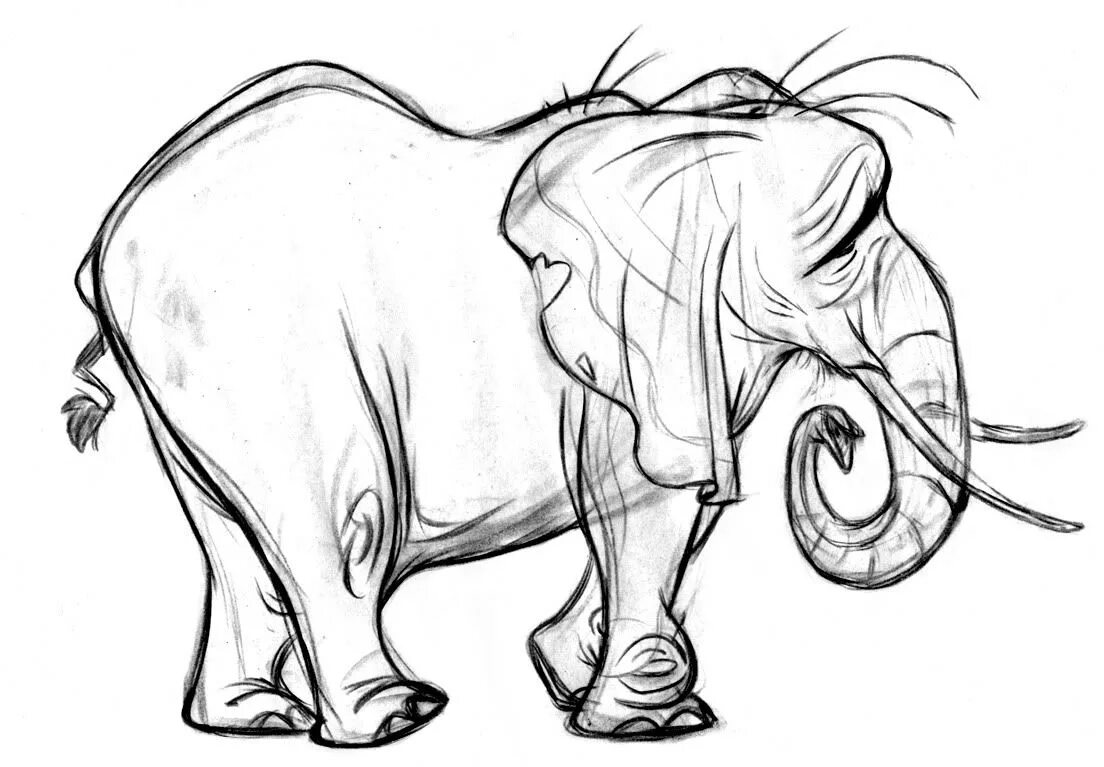 Слон нарисовать. Слон набросок. Слон скетч. Зарисовки животных слон. Слон набросок карандашом.