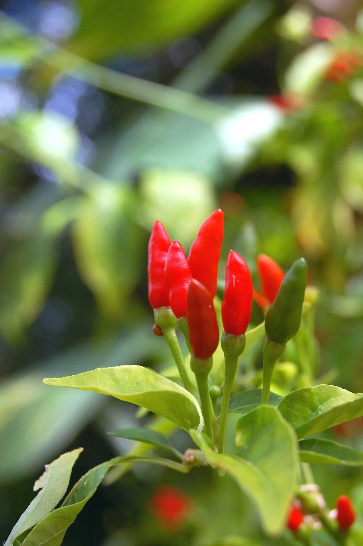 Thai Pepper перец. Перец Capsicum ember. Перец Чили цветение. Тайский острый перец Равит.