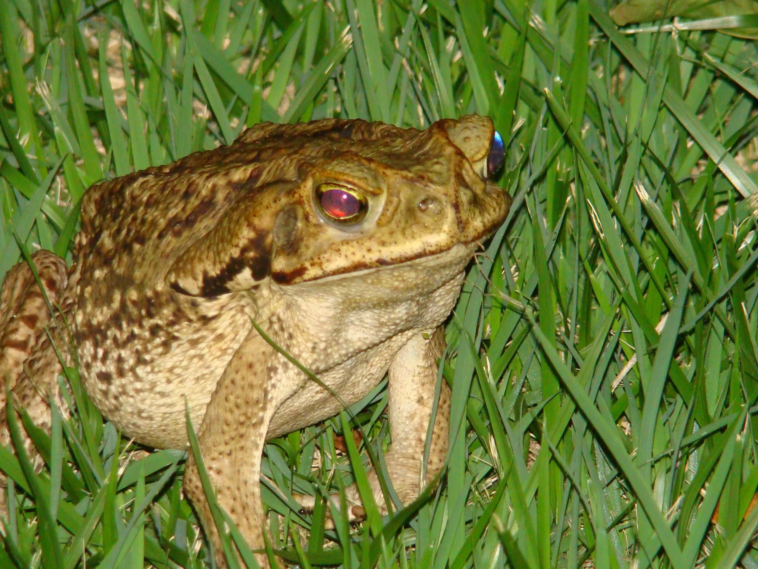 Жаба это ночное животное. Жаба зелёная – Bufo viridis (Laurenti, 1768). Жаба ага головастики. Африканская крапчатая роющая лягушка. Лягушка Ионду eljylf.