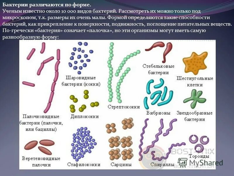 Какие различают бактерии по способу