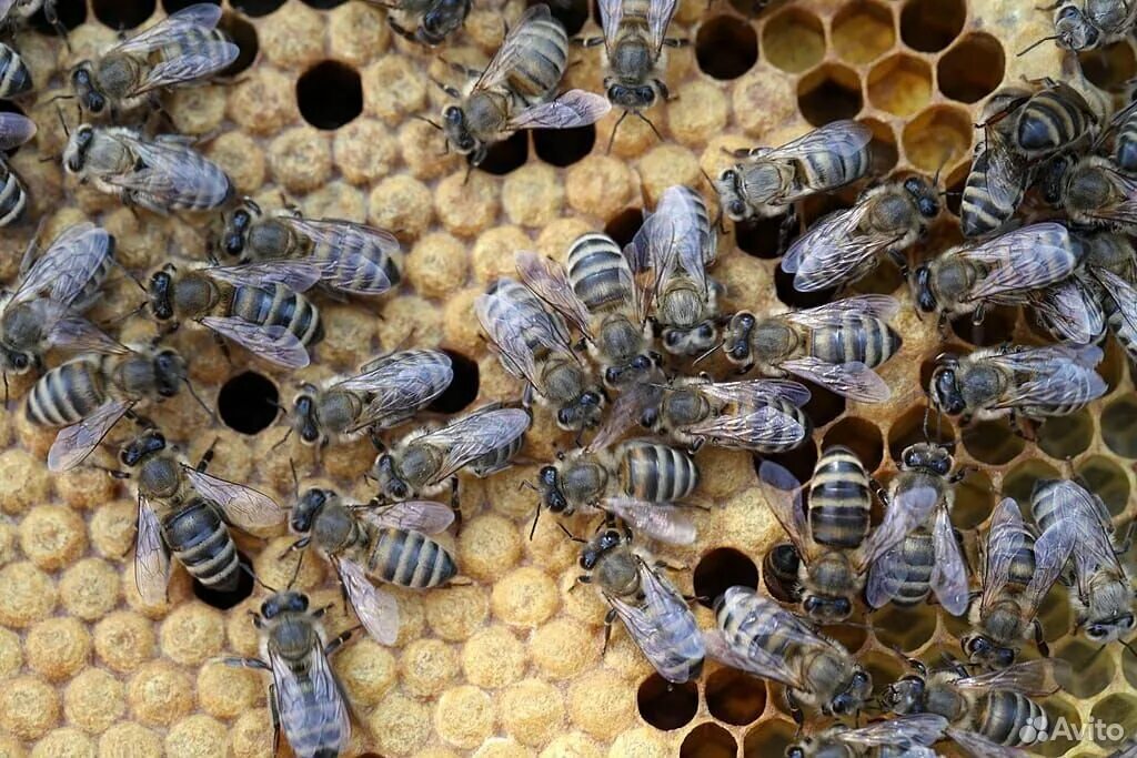 Расплод пчел Карпатка. Среднерусская пчела. Матка Карника, Карпатка ,Бакфаст. Пчелопакеты рут порода Карника. Купить пчел в башкирии