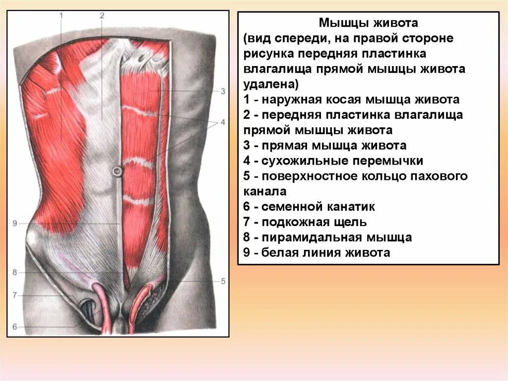 Передняя прямая мышца живота. Мышцы живота вид спереди. Сухожильное влагалище прямой мышцы живота. Мышцы живота вид сзади. Мышцы живота поверхностный слой вид спереди.