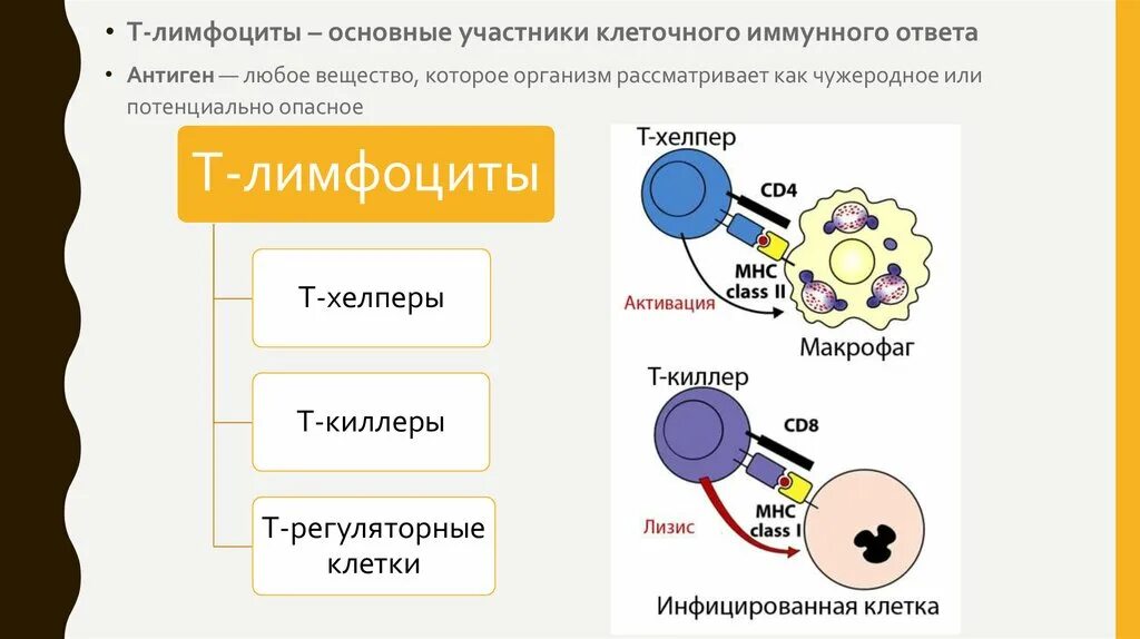 Клетки участвующие в иммунном ответе. Т лимфоциты клеточный иммунитет. Клеточный иммунный ответ т-лимфоциты. Клетки, участвующие в реакциях клеточного иммунного ответа. Клетки участвующие в клеточном иммунном ответе.