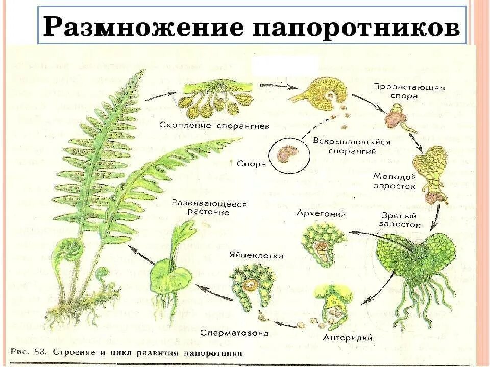 Половое размножение папоротников. Размножение папоротника орляка схема. Половое размножение папоротников схема. Размножение споровых растений папоротники. Каким номером на схеме обозначена спора папоротника