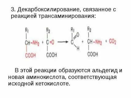 Биологическая роль декарбоксилирования аминокислот