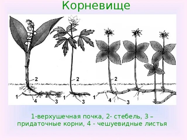 Почки развивающиеся на междоузлиях листьях и корнях. Корневище аспидистры боковая почка. верхушечная почка корневища. придаточные почки. видоизменения побегов розы.