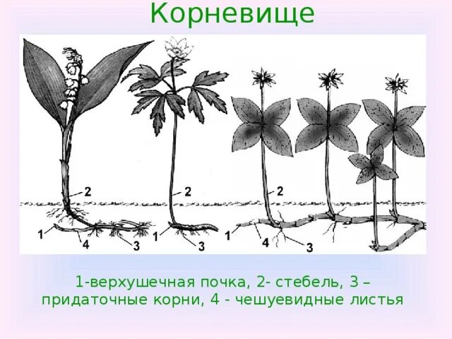 Придаточные корни на листе. Корневище верхушечная почка. Стебель корневища. Видоизменения побегов розы. Стебель чешуевидные листья верхушечная почка.