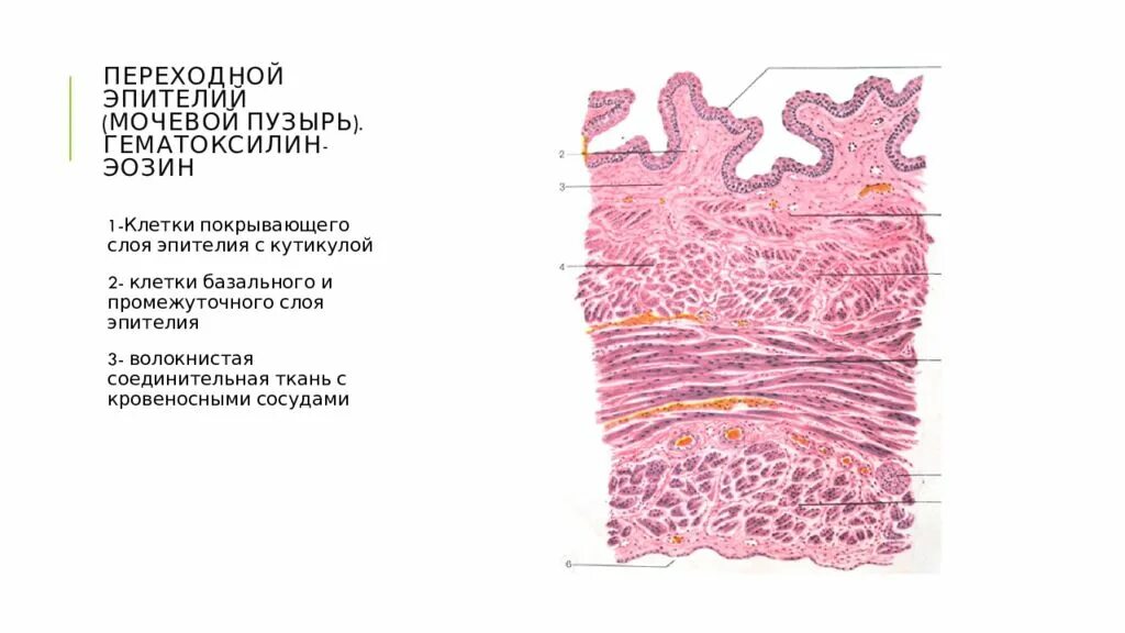 Слои переходного эпителия