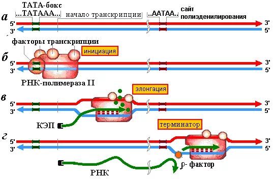 Транскрипция атф. Стадии транскрипции схема. Этапы транскрипции инициация элонгация терминация. Схема инициация транскрипции биохимия. Этапы процесса транскрипции.