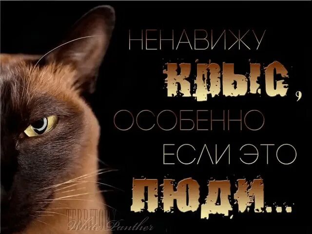 Крыса цитаты