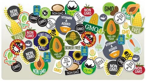 Labelling of GMO foods.