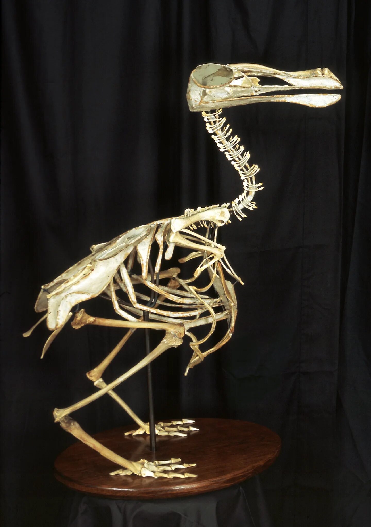 Птица Додо скелет. Archaeopteryx Skeleton. Древние птицы скелет. Скелет нелетающих птиц. Скелет археоптерикса