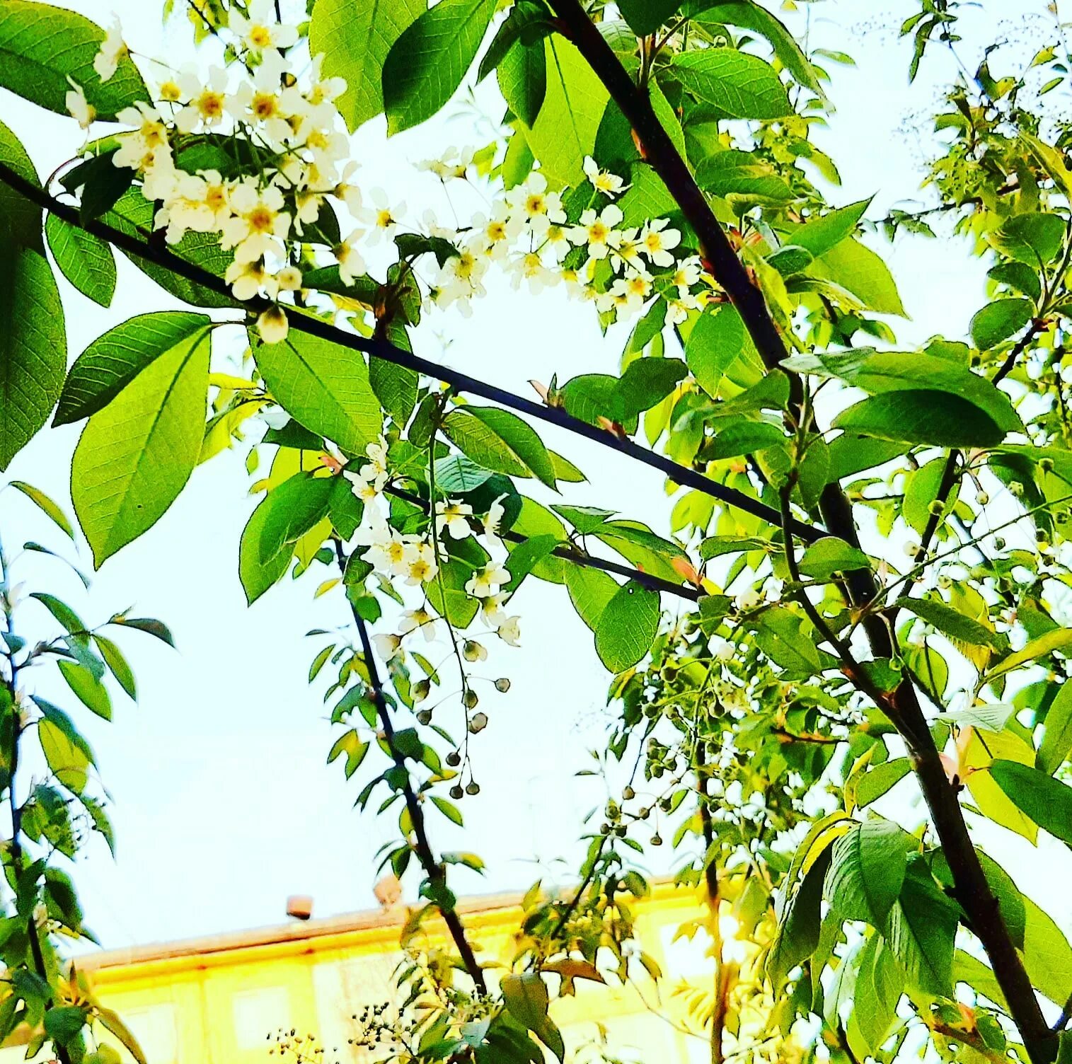 Когда зацветает черемуха. Черёмуха обыкновенная дерево. Дерево черемуха желтая. Черемуха цветет в апреле. Черемуха цветет во дворе.