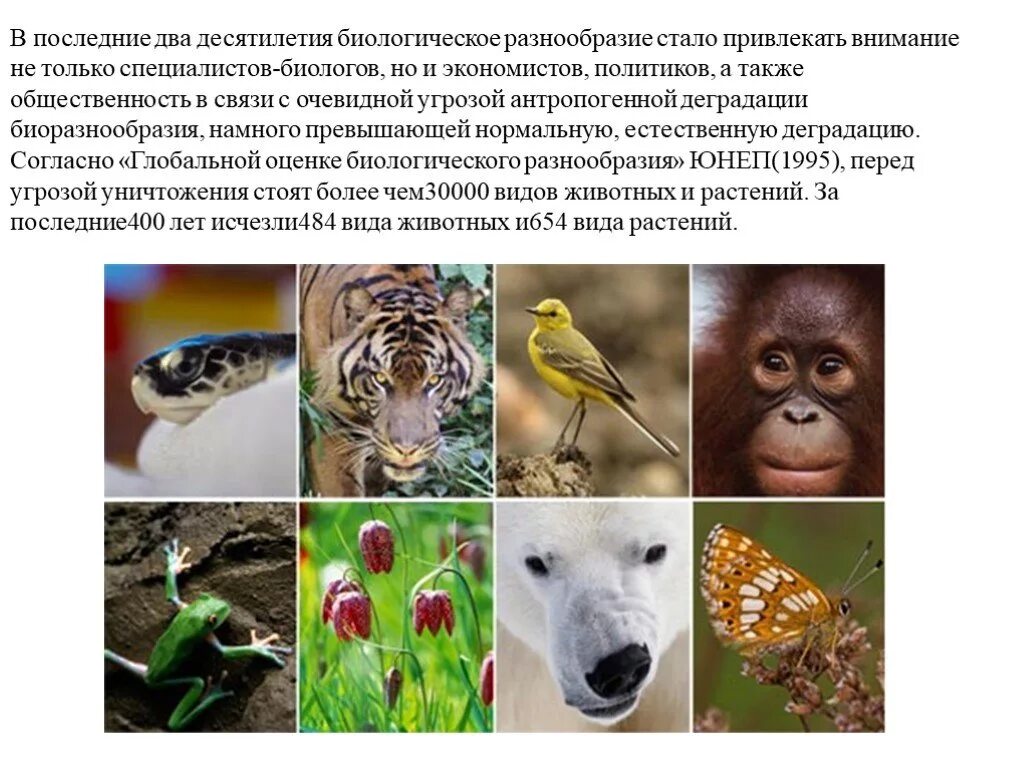 Биологическое разнообразие. Разнообразие видов. Сохранение биоразнообразия. Биологическое разнообразие животных.