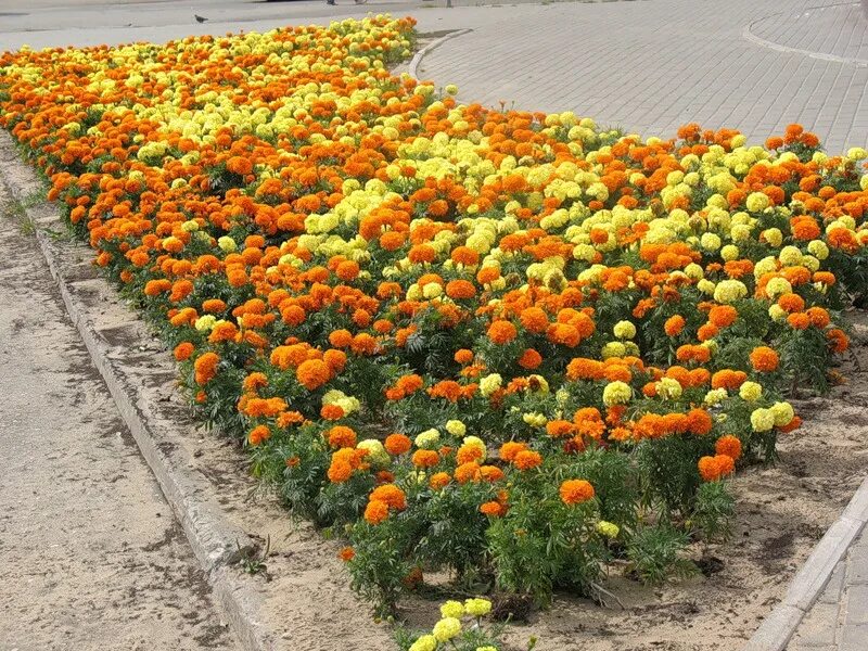 Календулы бархатцы флоксы. Бархатцы низкорослые. Сине оранжевая клумба. Бархатцы прямостоячие аляска. Оранжевая клумба.