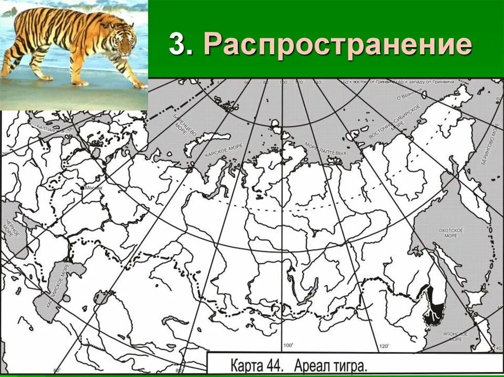Ареал обитания соболя в России карта. Пихта ареал. Ареал обитания лиственницы Даурской.