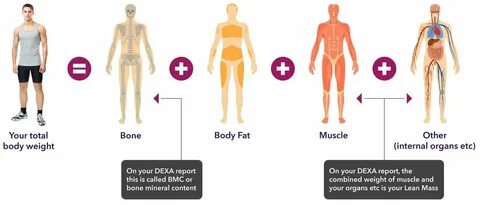Body composition