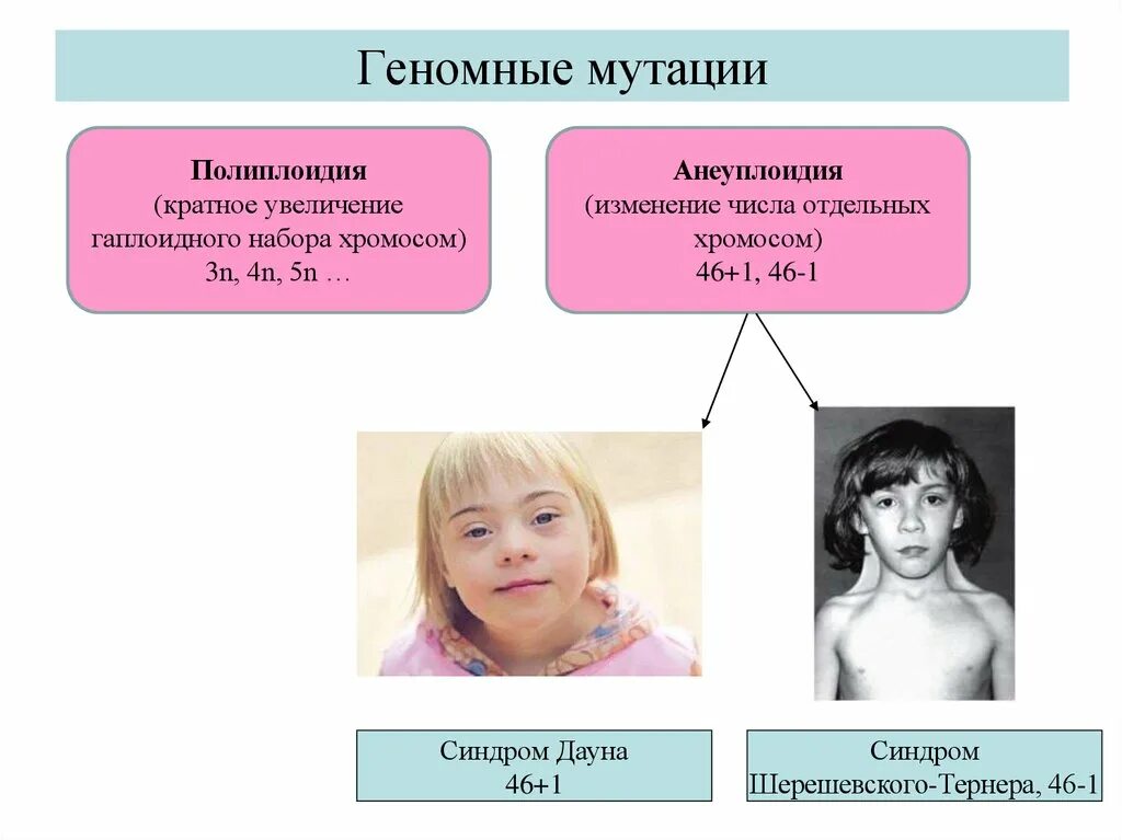 Изменение числа хромосом кратное гаплоидному набору. Геномные мутации аллополиплоидия. Синдром Дауна анэуплоидия. Гетероплоидия анеуплоидия. Хромосомные болезни, полиплоидии, анеуплоидии.