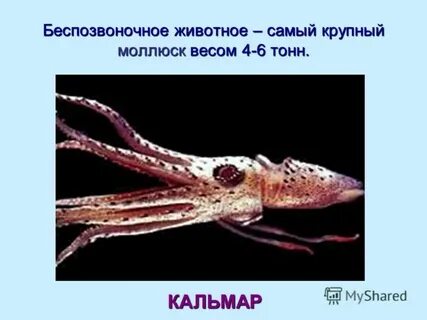 Самое крупное беспозвоночное животное