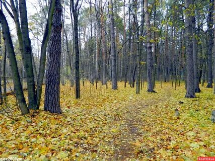 Леса ногинска