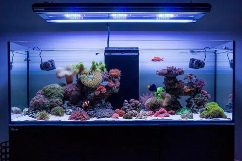 Виды морского аквариума