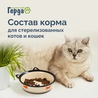 Болезнь корма