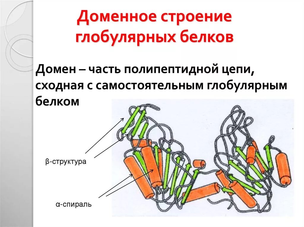 Какую функцию выполняют фибриллярные белки