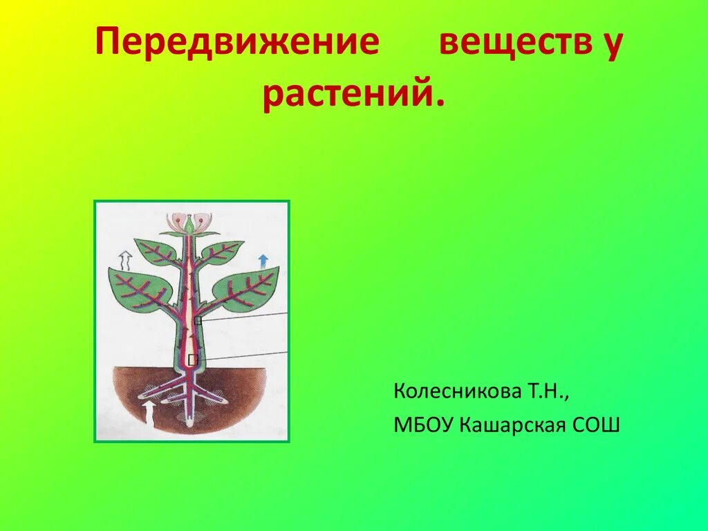 Передвижение веществ у растений. Транспорт органических веществ в растении. Передвижение Минеральных веществ в растении. Транспорт воды и Минеральных веществ в растении. Органы передвижения веществ