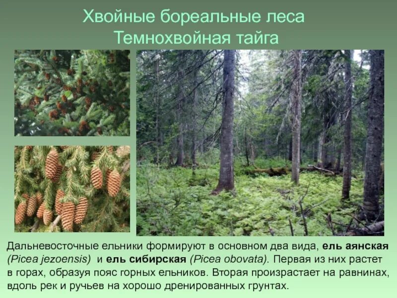 Примеры деревьев в тайге