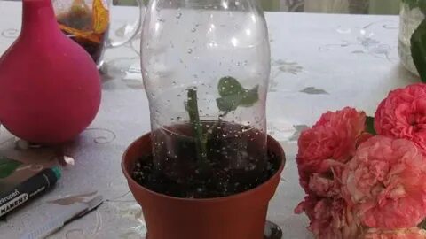 Укоренить из букета