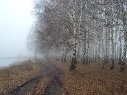 Ли в поле пороша