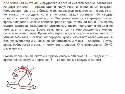 Прудовик сколько кругов кровообращения