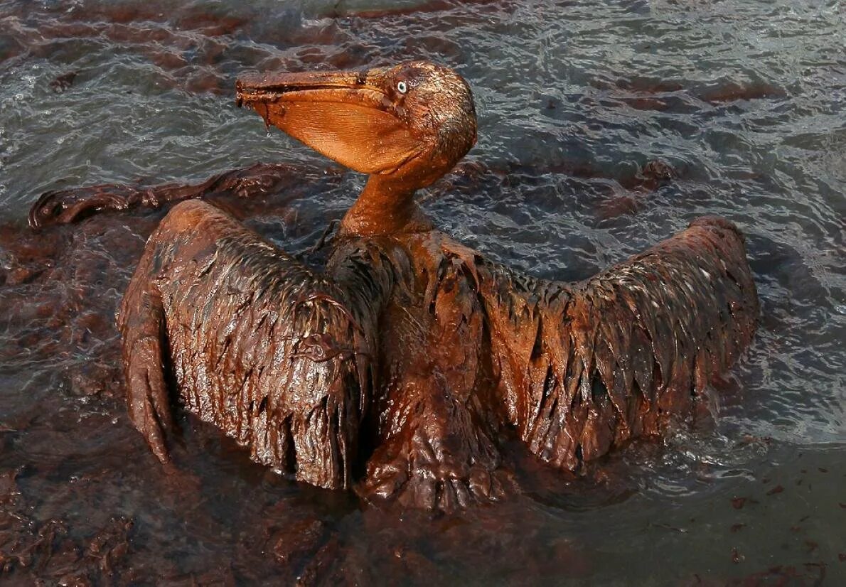 Какие ископаемые в мексиканском заливе. Разлив нефти в мексиканском заливе. Морские обитатели в нефте. Разлив нефти птицы.