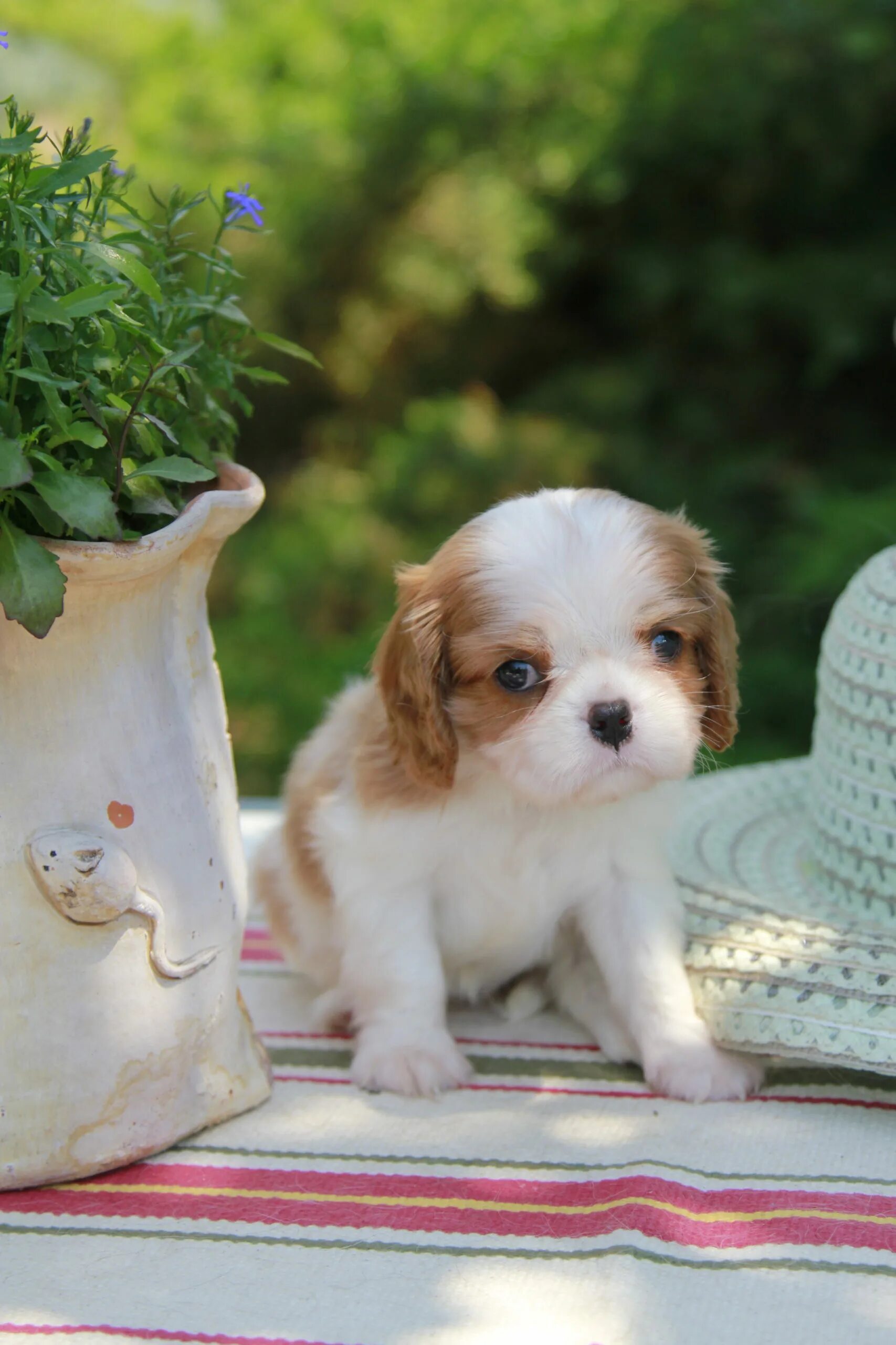 щенки кавалеры питомник