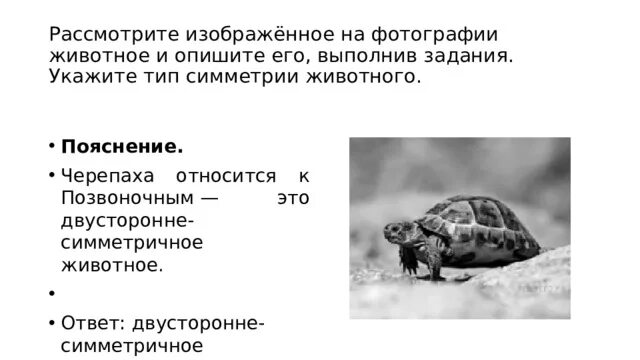 Укажите тип симметрии животного укажите среду обитания. Тип симметрии черепахи. Укажите Тип симметрии черепахи. Укажите Тип симметрии животного черепаха. Какой Тип симметрии у черепахи.