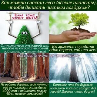 Спас с лесами