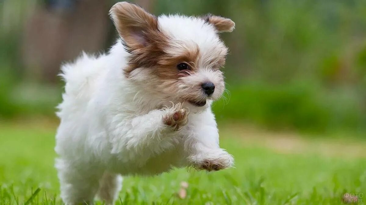 Маленькие картинки. Гаванский Бишон. Гаванский Бишон щенок. Маленькая порода собак Гаванский Бишон. Хаванез гипоаллергенные.