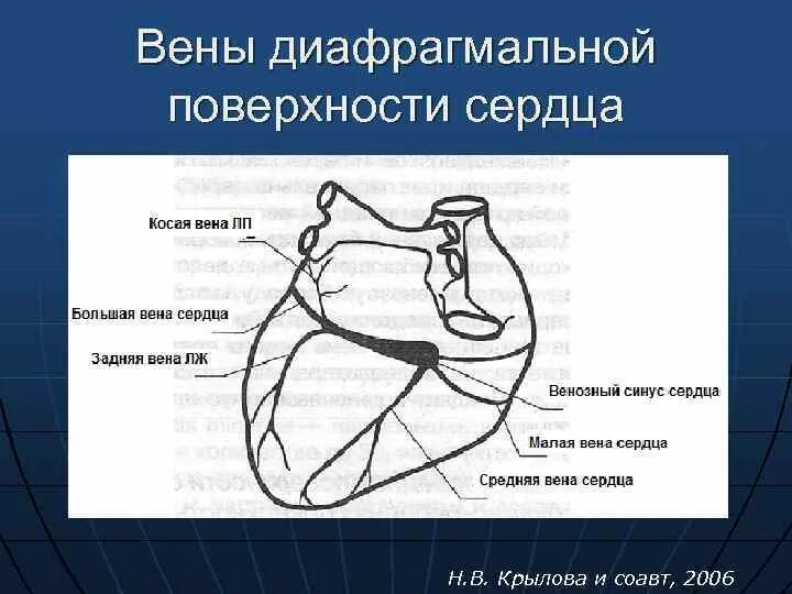 Сердечный представить
