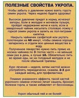 Укроп свойства для организма
