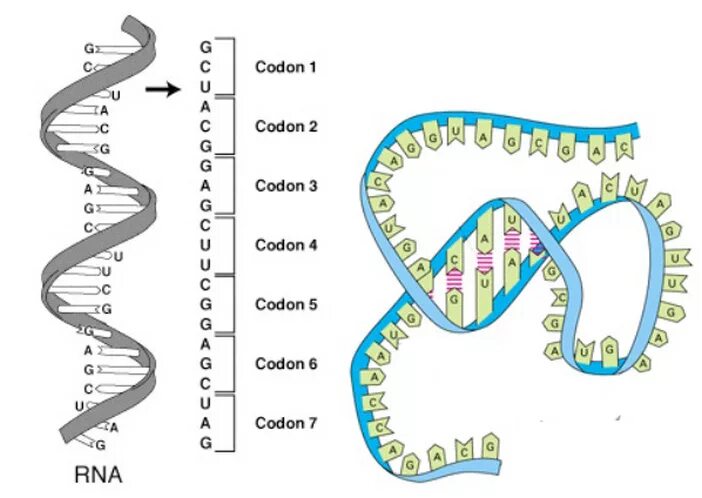 Триплет ДНК. Кодоны ДНК. Кодоны ИРНК. Триплеты ДНК И РНК.