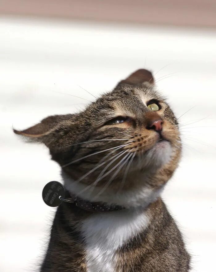 Wind cat