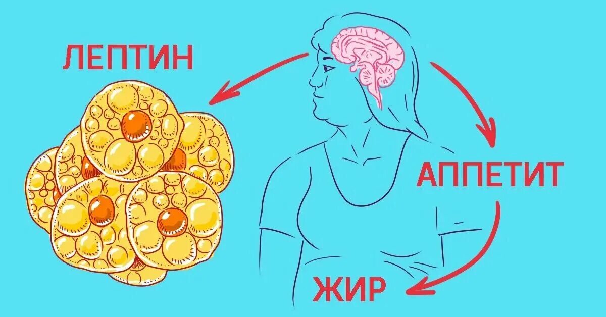 Лептин. Лептин картинки. Лептин гормон. Лептин и жировые клетки. Гормон голода 6