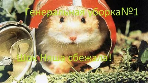 Самый долгоживущий хомяк