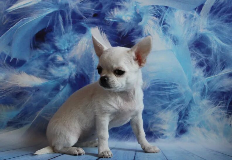 чихуа заводчик