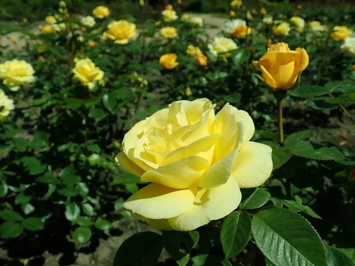 Флорибунда артур белл. Arthur rose. Флорибунда артур белл. Артур белл флорибунда желтый. Роза артур де сансаль.