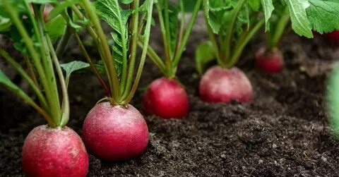Как часто поливать редиску